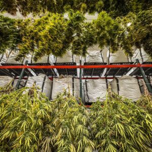 Premium Indoor Cannabis Flower | High-Quality Cultivated Buds