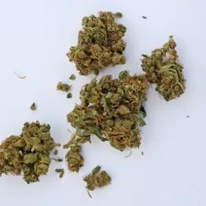 Fresh Cured Cannabis Flower